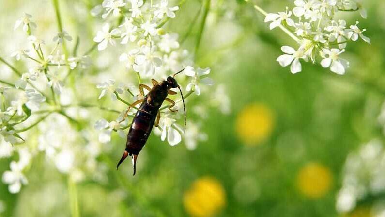 tijeretas ohrenhoehler-326834_960_720 (2)|tijereta